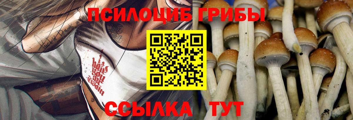 Псилоцибиновые грибы Cubensis Тверь